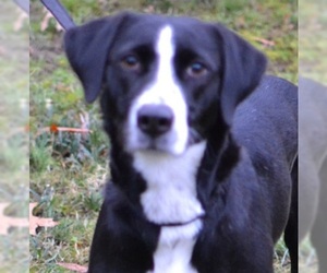 Lab-Pointer Dogs for adoption in Germanton, TN, USA