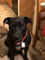 Mastador Dogs for adoption in Germantown, OH, USA