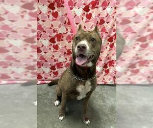 Mutt Dogs for adoption in Rosenberg, TX, USA