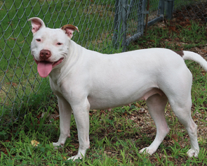 Bullboxer Pit Dogs for adoption in Eureka Springs, AR, USA