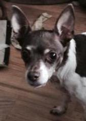 Medium Photo #1 Rat Terrier Puppy For Sale in Claremore, OK, USA