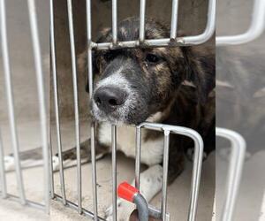 Anatolian Shepherd-Unknown Mix Dogs for adoption in Oklahoma City, OK, USA