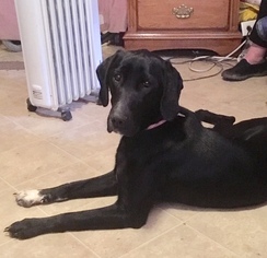 Labrador Retriever-Unknown Mix Dogs for adoption in Union, WV, USA