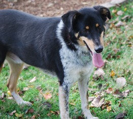 Mutt Dogs for adoption in Stafford, TX, USA
