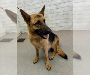 German Shepherd Dog Dogs for adoption in San Bernardino, CA, USA