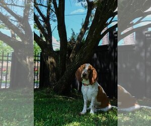 Basset Hound-Unknown Mix Dogs for adoption in Sanderson, FL, USA