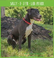 American Pit Bull Terrier Dogs for adoption in Walnutport, PA, USA