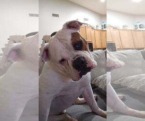 Olde Bulldog Dogs for adoption in Chandler, AZ, USA