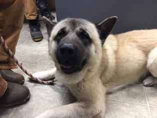 Akita Dogs for adoption in Rustburg, VA, USA