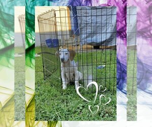 Basset Hound-Labrador Retriever Mix Dogs for adoption in Rossville, GA, USA