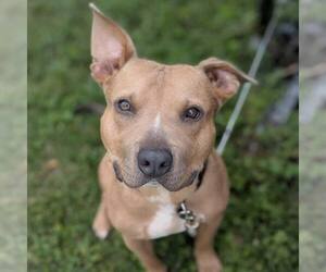 American Bulldog-Unknown Mix Dogs for adoption in New Oxford , PA, USA