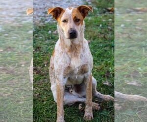 Mutt Dogs for adoption in Cromwell, KY, USA