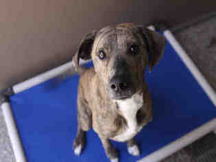 Medium Photo #1 Plott Hound Puppy For Sale in Waynesville, NC, USA