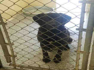 Labrador Retriever Dogs for adoption in Salisbury, NC, USA