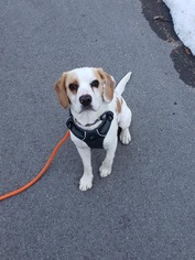 Beagle-Unknown Mix Dogs for adoption in Traverse City, MI, USA