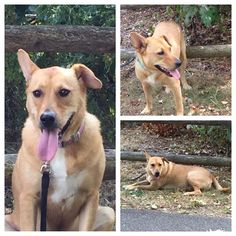 Carolina Dog-Labrador Retriever Mix Dogs for adoption in Hopewell Junction, NY, USA