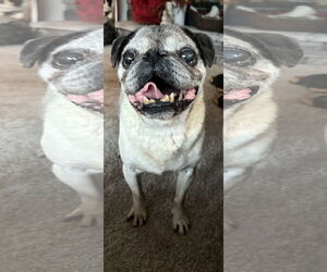 Pug Dogs for adoption in Mount Pleasant, SC, USA