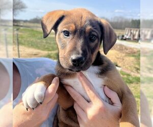 Labbe Dogs for adoption in Mt. Laurel, NJ, USA