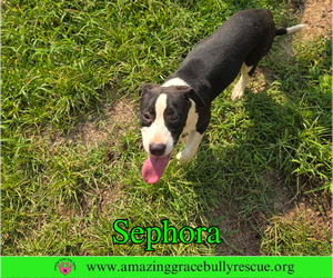 Labrador Retriever-Unknown Mix Dogs for adoption in Milton, FL, USA