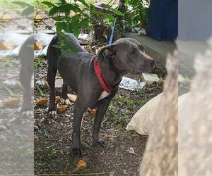 Small American Staffordshire Terrier Mix