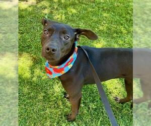 Mutt Dogs for adoption in Tulsa, OK, USA
