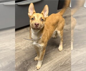 American Staffordshire Terrier-German Shepherd Dog Mix Dogs for adoption in Lakewood, CO, USA