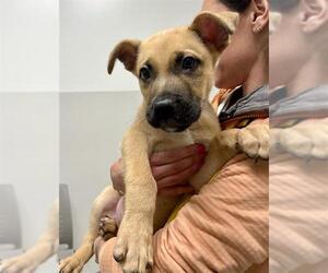 German Shepherd Dog-Unknown Mix Dogs for adoption in San Francisco, CA, USA