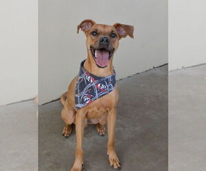 Rhodesian Ridgeback-Unknown Mix Dogs for adoption in McKinney, TX, USA