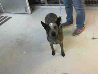 Australian Cattle Dog Dogs for adoption in San Martin, CA, USA