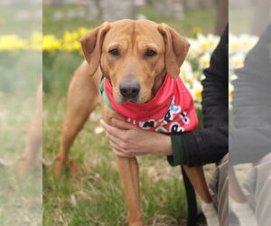 Mutt Dogs for adoption in Philadelphia, PA, USA