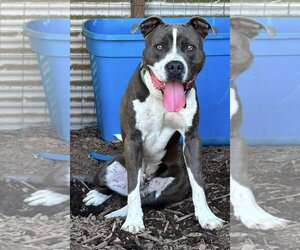 Mutt Dogs for adoption in Rustburg, VA, USA