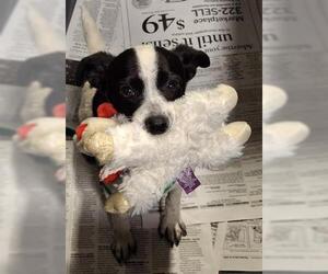 Chihuahua-Unknown Mix Dogs for adoption in Bakersfield, CA, USA