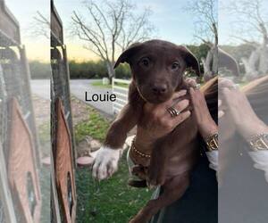 Shepradors Dogs for adoption in Turlock, CA, USA