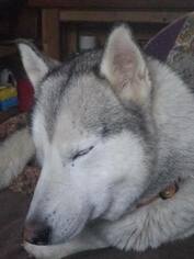 Medium Photo #1 Siberian Husky Puppy For Sale in Anchorage, AK, USA