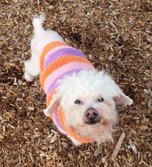 Bichon Frise Dogs for adoption in Rohnert Park, CA, USA