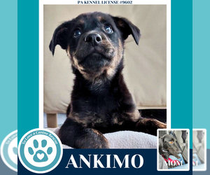 Labrador Retriever Dogs for adoption in Kimberton, PA, USA