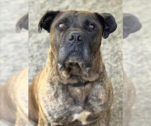Mastiff Dogs for adoption in Woodland, CA, USA