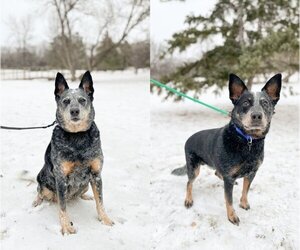 Mutt Dogs for adoption in Fargo, ND, USA