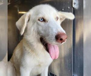 Siberian Husky-Unknown Mix Dogs for adoption in San Antonio, TX, USA