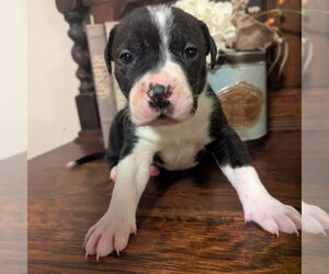 Catahoula Leopard Dog-Unknown Mix Dogs for adoption in Vail, AZ, USA