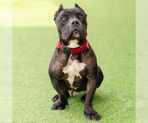 Mutt Dogs for adoption in Camarillo, CA, USA