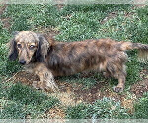 Dachshund Dogs for adoption in Hesperia, CA, USA