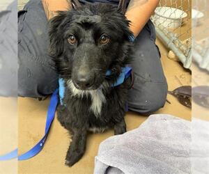 Mutt Dogs for adoption in Chula Vista, CA, USA