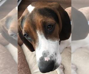 Treeing Walker Coonhound Dogs for adoption in Concord, NC, USA
