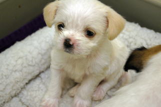 Medium Photo #1 Jack Russell Terrier-Unknown Mix Puppy For Sale in Agoura Hills, CA, USA