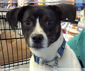 Raggle Dogs for adoption in Milner, GA, USA