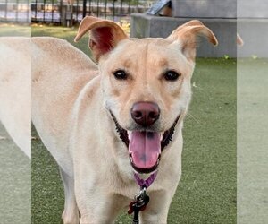 Shepradors Dogs for adoption in Dedham, MA, USA