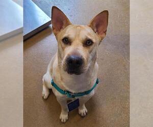 Chinese Shar-Pei-Unknown Mix Dogs for adoption in San Antonio, TX, USA
