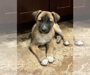 Siberian Husky-Unknown Mix Dogs for adoption in Germantown, OH, USA