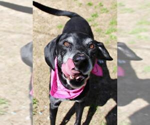 German Shorthaired Lab Dogs for adoption in Wetumpka, AL, USA